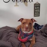 Entry image for Neeka