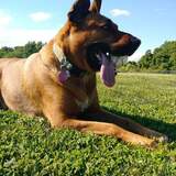 Entry image for Schatzi