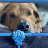 Entry image for Brody