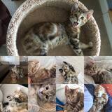 Entry image for Daisy 