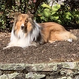 Entry image for Hollee