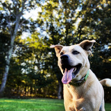 Entry image for Dabber