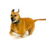 Entry image for Lady