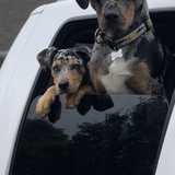 Entry image for Coral/Hook