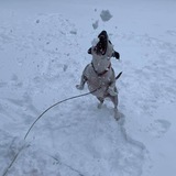 Entry image for Tyson