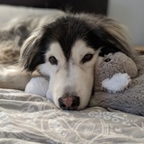 Entry image for Bruschi