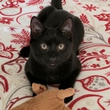 Entry image for Jamanji