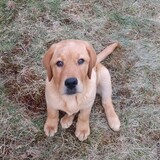 Entry image for Simba