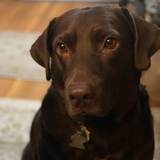 Entry image for Gator 