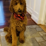 Entry image for Cassius Winston