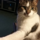 Entry image for Oliver