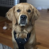 Entry image for Oliver