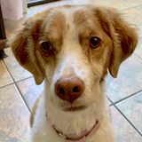 Entry image for Sidney Crosby