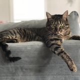 Entry image for Primrose