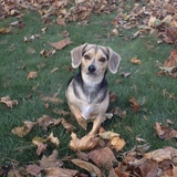 Entry image for Daisy