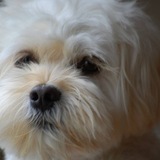 Entry image for Toby