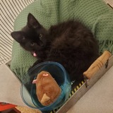 Entry image for Stormy