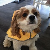 Entry image for Charlie (Charles Dickens)