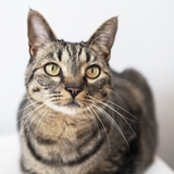 Entry image for Tiggy Mae 