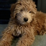 Entry image for Lexi