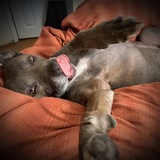 Entry image for ‘Gansett 