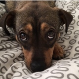 Entry image for Dolly