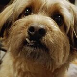 Entry image for Yogi