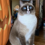 Entry image for Bella