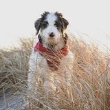 Entry image for Kona