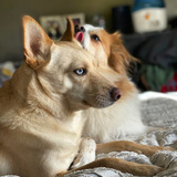 Entry image for Reggie & Loki