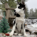 Entry image for Pierce