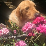 Entry image for Beckett