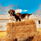 Entry image for OTIS  and  CLOVER