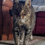 Entry image for Stella