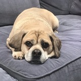 Entry image for Georgie