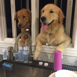 Entry image for Penny and Gunner