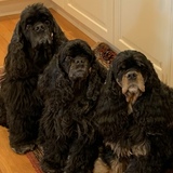 Entry image for Nitro, Thea and Hannah