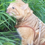 Entry image for Maks