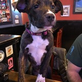 Entry image for Scout