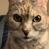 Entry image for Pearl