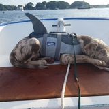 Entry image for Kona