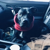 Entry image for Dutch