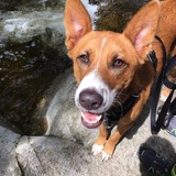 Entry image for Nemo