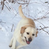 Entry image for Otto