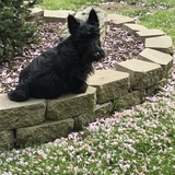 Entry image for Angus