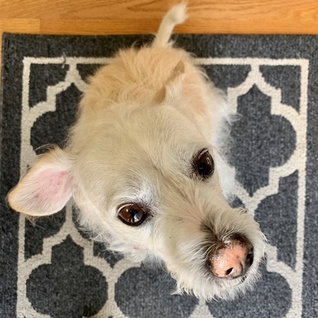 Entry image for Rudy. Clicking this image will show a larger photo