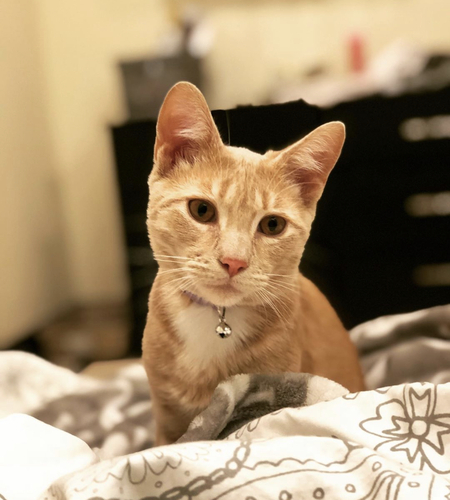 Entry image for Milo. Clicking this image will show a larger photo