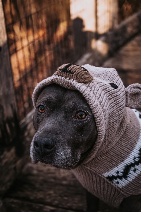 Entry image for Seal. Clicking this image will show a larger photo