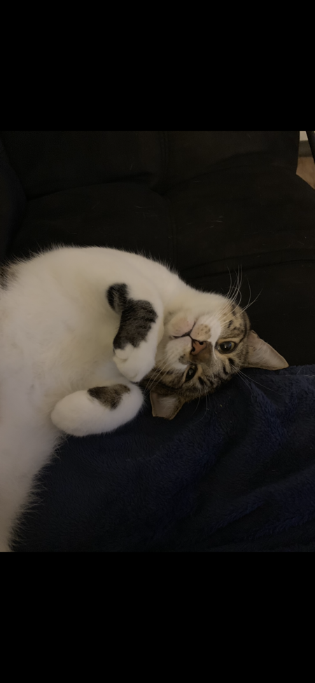 Entry image for Sherlock. Clicking this image will show a larger photo