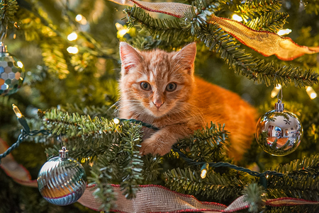 Entry image for Nugget. Clicking this image will show a larger photo